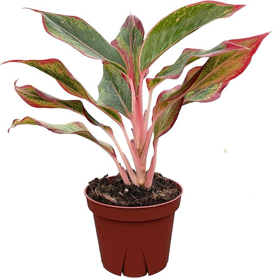 CoollectivePlants Aglaonema Siam Red – Aglaonema Live Plant in 4″ Growers Pot - Vibrant Red-Green Foliage, Live Indoor Plant