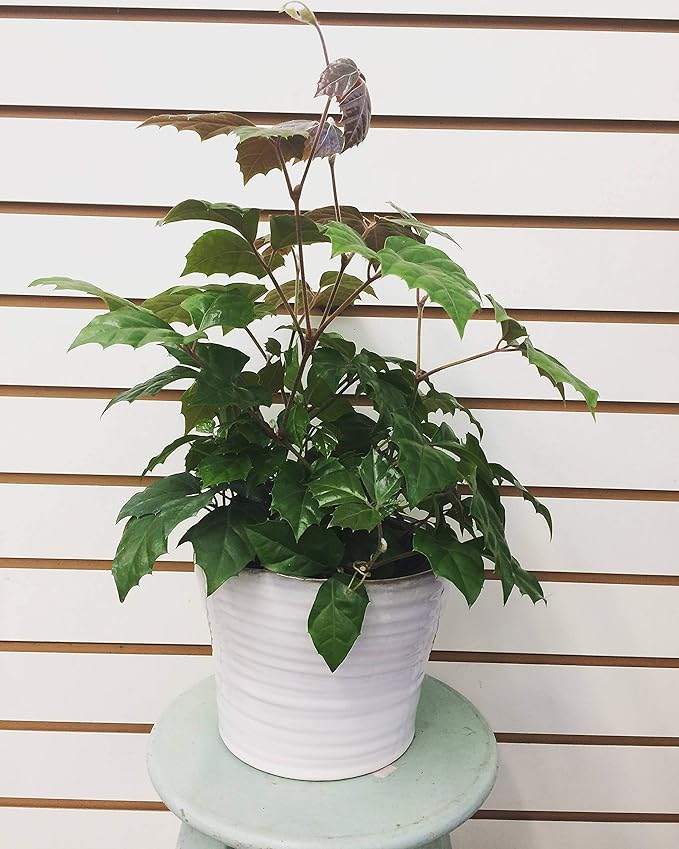 Cissus Grape Leaf Ivy, 4" Plant