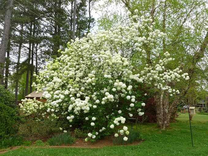 Eastern Snowball Bush ( Viburnum ) - Live Plant - Trade Gallon Pot