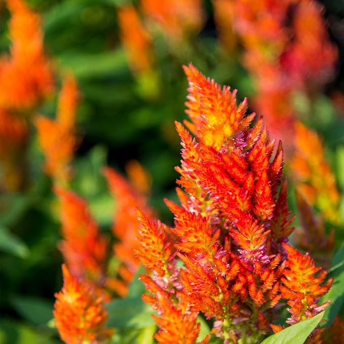Plumed Castle Series Celosia Orange ~50 Seeds – Annual, Non-GMO, Ornamental Flower Seeds – Heat Tolerant, Compact 10–16" Plants – Great for Beds, Borders, & Containers – Vibrant Colors
