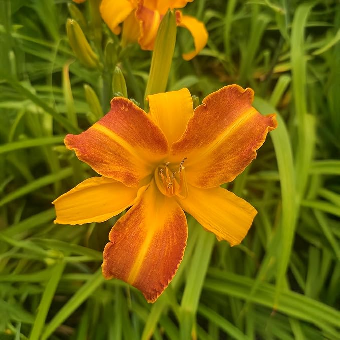 Frans Hals Daylily Flower Bulbs – Bicolor Orange and Yellow Blooms – Heat and Drought Tolerant Perennial for Full Sun Gardens (Zones 3–9) Fall Planting Spring Blooming