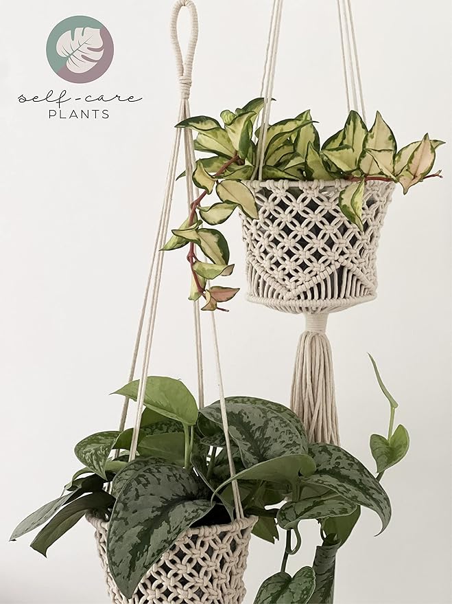 Nature’s Way Farms Hoya Carnosa Variegated Live Plant (7-11In. Tall) in Grower Pot