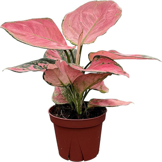 CoollectivePlants Aglaonema Beauty Pink – Aglaonema Live Plant in 4” Growers Pot - Vibrant Pink Live Indoor Plant, Easy Low Maintenance Indoor Plant, Tropical Chinese Evergreen Plant Live