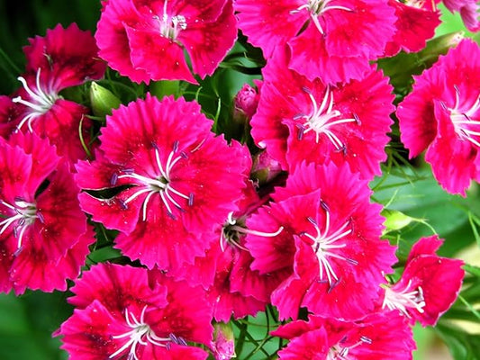 Greenwood Nursery: Live Perennial Plants - Frosty Fire + Dianthus Allwoodii - [Qty: 10x Pint Pots] - (Click for Other Available Plants/Quantities)