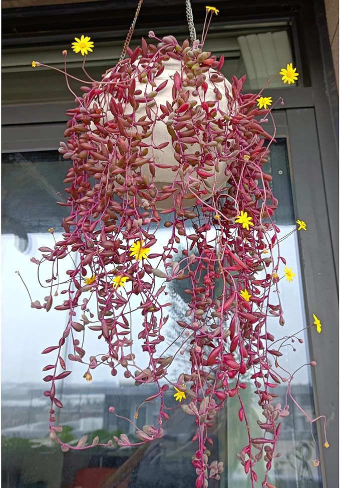 4" Ruby Necklace with Green Stripe Pot, Live Othonna capensis L.H.Bailey Succulent, Purple Hanging Trailing House Plant for Home Office Wedding Decoration DIY Project Party Favor