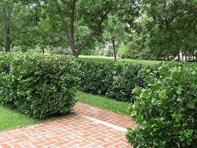 Viburnum Suspensum | 1 Large Gallon Size Plant I Sandankwa I Live Durable Evergreen Shrub with Fragrant Blooms, Ideal for Hedges, Privacy Screens, and Ornamental Landscaping