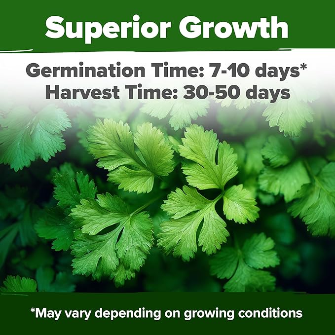 HOME GROWN 500+ Cilantro Seeds (Fast Growing) Heirloom Coriander Seeds for Planting Indoors & Outdoors – Santo Cilantro Herb for Kitchen Garden, High Germination