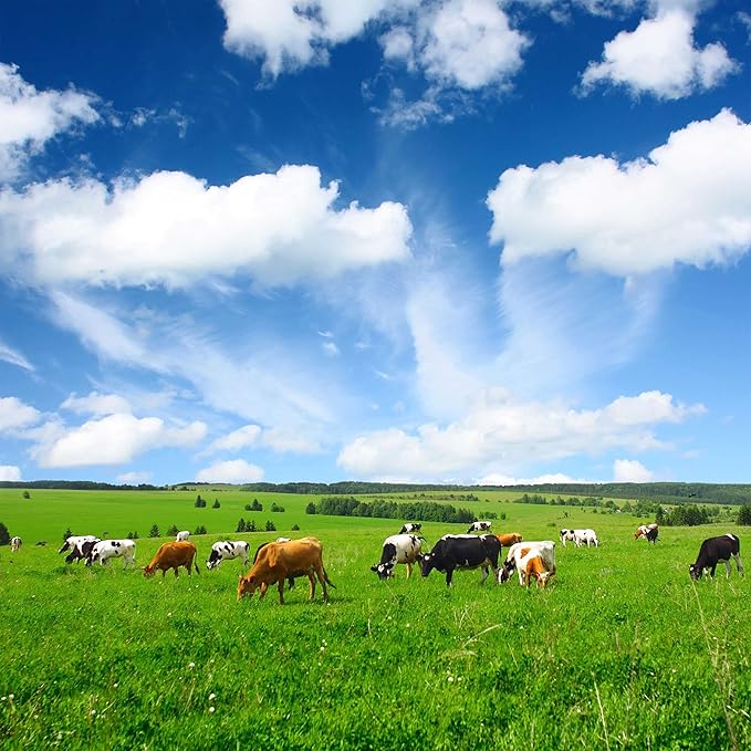 Outsidepride All-Purpose Pasture Seed Mix - 25 lb. Perennial, Drought-Tolerant & Fast-Growing, Pasture Seeds for Planting Abundant Forage Grass & Clover, Great for Grazing Livestock & Hay Production