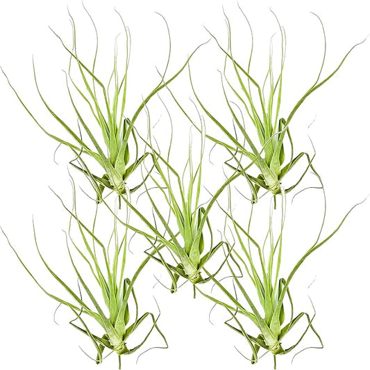 ragnaroc Air Plants - Tillandsia Straminea Jumbo 6-9" - 5ct - Live Arrival Guaranteed - House Plants for Home Decor & Gift