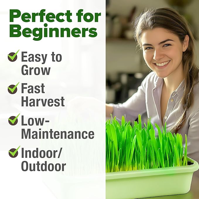 HOME GROWN 12,000+ Wheatgrass Seeds Bulk Pack(1.5 lb) Hard Red Winter Wheatgrass – Heirloom, Sprouting for Juicing, Microgreens, Smoothies & Indoor Gardening(Triticum aestivum)