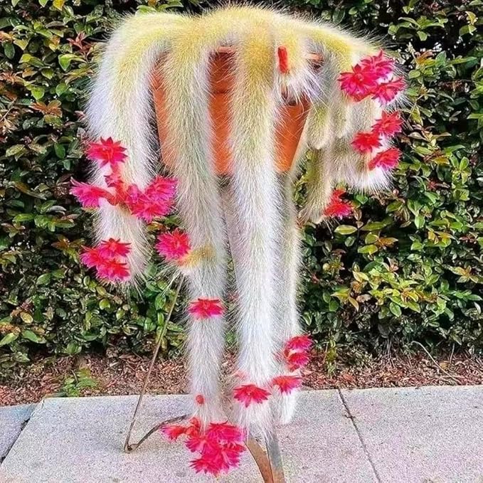 Trailing Monkey Tail Cactus Plant Live, 6 to 8 Inches Tall, Live Succulents Plant for Planting Indoor Oudoor