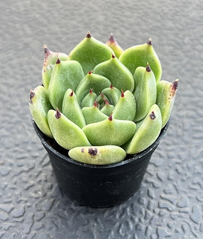 Sprout N Green Echeveria Agavoides Halloween, Rare Live Succulent Plant Fully Rooted in 2" Planter with Soil, Home Office Indoor Outdoor Wedding Decoration DIY Projects Party Favor