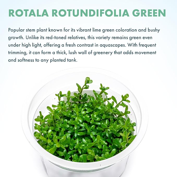 SubstrateSource Live Plant - Rotala Rotundifolia Green (Rotala rotundifolia) - Midground to Background Stem, Snail-Free in Vitro Aquarium Plant - Tissue Culture