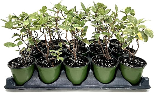 Variegated Confederate Jasmine | 12 Live 4 Inch Pots | Trachelospermum asiaticum Variegatum | Evergreen Vining Plants | Fast Growing Groundcover