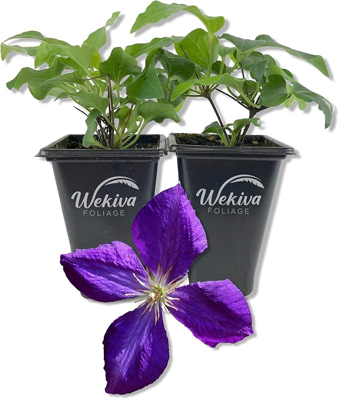 Clematis Jackmanii - 2 Live Starter Plants in 2 Inch Growers Pots - Starter Plants Ready for The Garden - Beautiful Violet Purple Flowering Vine