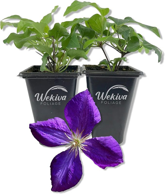 Clematis Jackmanii - 2 Live Starter Plants in 2 Inch Growers Pots - Starter Plants Ready for The Garden - Beautiful Violet Purple Flowering Vine