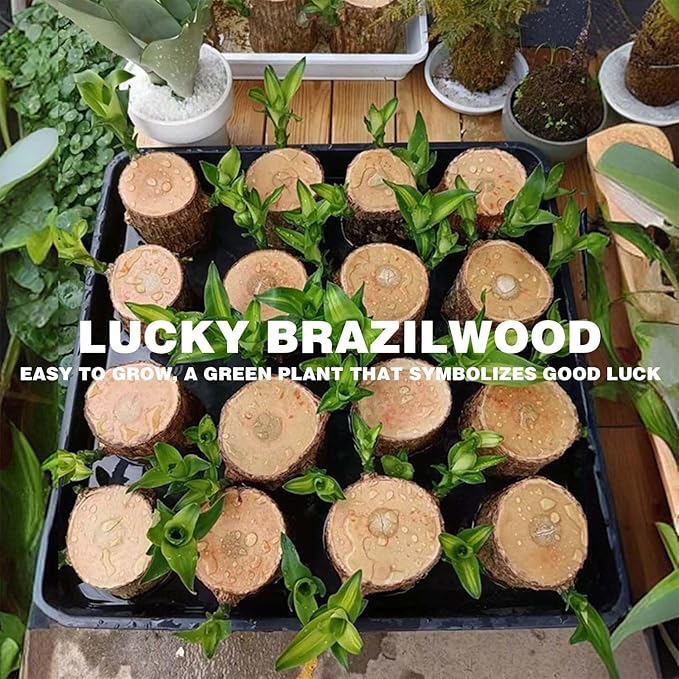 Brazilian Wood Plant, Brazil Lucky Wood Potted Plant with Decorative Tray and Doll, Easy to Care, Decor for Home and Office – Gift for Housewarming, Good Luck, and Prosperity（2pcs）