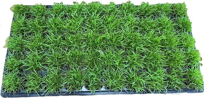 Centipede Grass Plug Tray | EZ Plug 50 Grass Plugs Per Tray