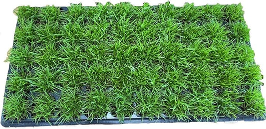 Centipede Grass Plug Tray | EZ Plug 50 Grass Plugs Per Tray