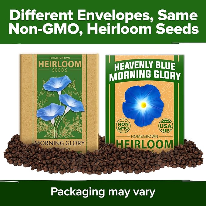 HOME GROWN 𝗨?𝗔 𝗣𝗥𝗘𝗠𝗜𝗨𝗠 Heavenly Blue Morning Glory - 150 Heirloom Seeds for Planting, 𝗡𝗢𝗡-𝗚𝗠𝗢 Ideal for a Flower Garden That Attracts Pollinators and Birds (Ipomoea Tricolor)
