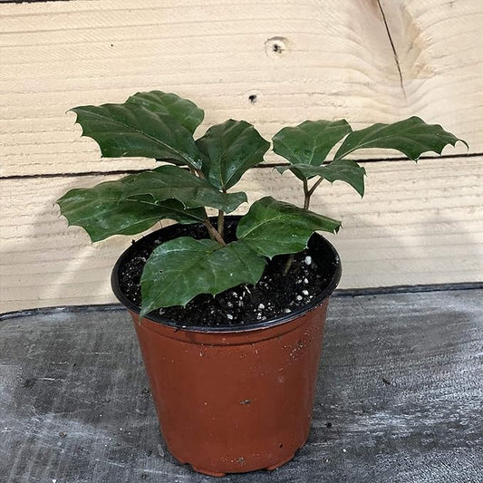 Cissus Grape Leaf Ivy, 4" Plant