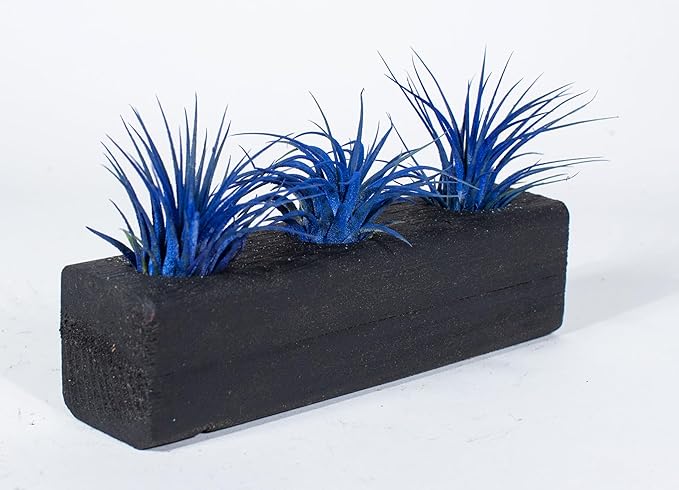 Air Plants 3 Pack - Tillandsia Ionantha - 3 Hole Planter - Organically Enhanced Color - Live Arrival Guaranteed - House Plants for Home Decor & Gift (3Pk + Black Planter)