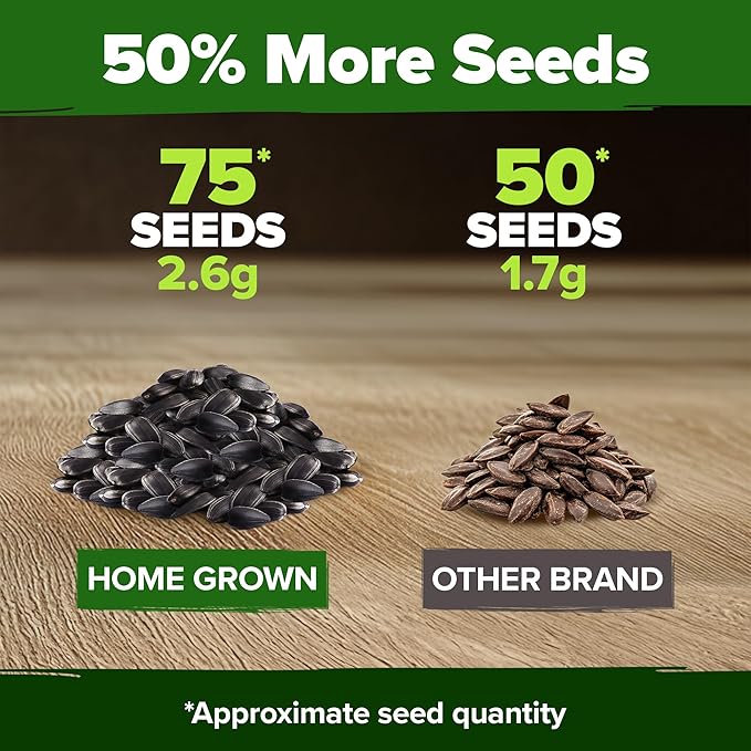 HOME GROWN Chocolate Cherry Sunflower Seeds – 75 Heirloom Seeds for Planting Burgundy Sunflowers – Tall Flower for Garden, Pollinators, Butterflies (Helianthus annuus)