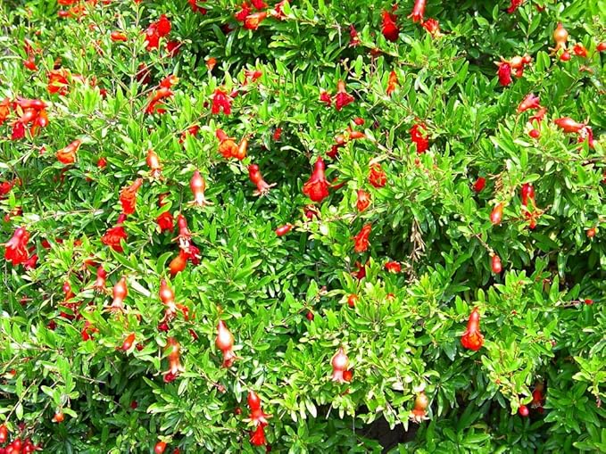 Dwarf Pomegranate Plant- Punica - Bonsai/Houseplant/Outdoors - Edible - 2.5" Pot