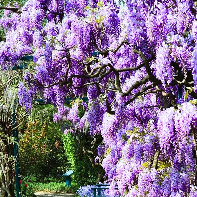 Pack 2 Purple Wisteria Live Plants for Planting, Wisteria Trees Live Plants 6 to 12 Inches Tall, in Pots, Wisteria Vine Flowers