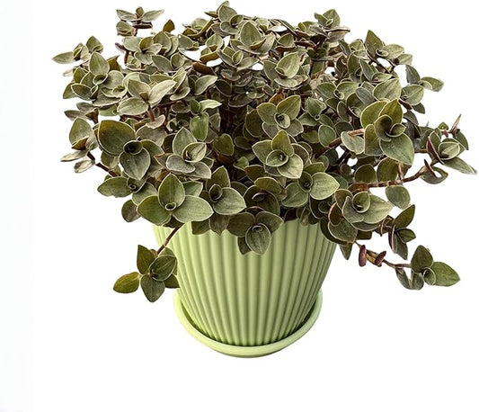 Turtle Vine with Green Stripe Pot, Live Callisia Repens Sedum Succulent in 4" Pot, House Plant Home Office Wedding Decoration DIY Projects Party Favor