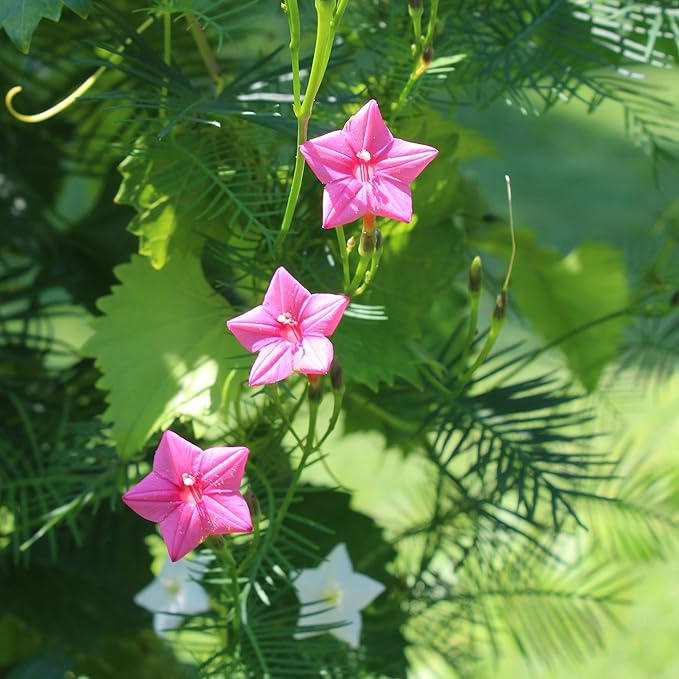 Outsidepride Rose Cypress Vine Seeds - 200 Pcs Annual Flower Seeds with Nectar-Rich, Star-Shaped Flowers & Feathery, Fern-Like Leaves for Fences, Trellises, Pergolas & Vertical Gardens