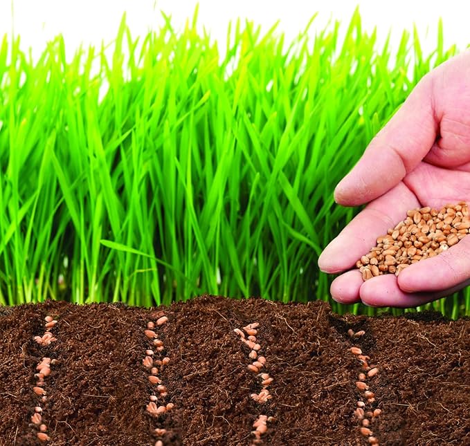ZeeDix Coco Coir Potting Soil, 50pcs 40mm Compressed Coconut Fiber Seed Starter Soil Pellets, Coco Peat Soil Discs for Indoor Outdoor Plants, Herbs, Houseplants, Flowers, Succulents, Vegetables