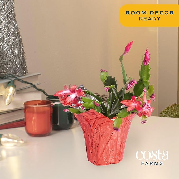 Costa Farms Christmas Cactus, 2-Pack, Fully Rooted Zygo, Live Indoor Holiday, Thanksgiving, Christmas Decoration, Room Decor, 7-Inches Tall