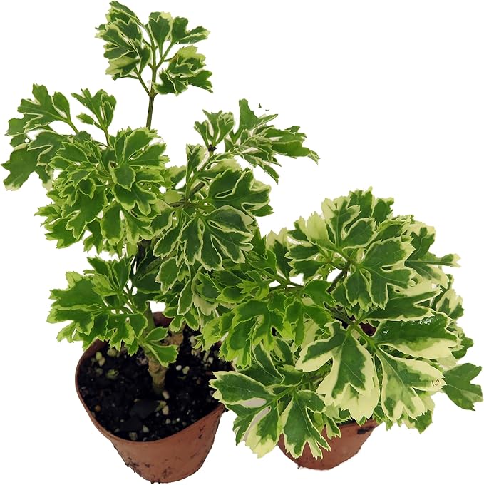 Snowflake Ming Aralia Bonsai Tree - Polyscias fruticosa - 2 Pack in 2" Pots