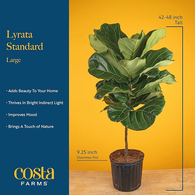 Costa Farms Fiddle Leaf Fig Tree Live Plant in Decorative Plant Pot, Large Indoor Houseplant, Perfect for Home, Room, or Office Decor, Great House Warming or Birthday Gift, 3-4 Feet Tall