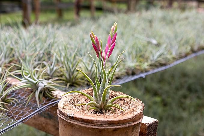 Tillandsia Caput Medusae Air Plants - Live Succulent House Plants - Available in Wholesale and Bulk - Home and Garden Decor - Easy Care Indoor/Outdoor Air Plant (Pack of 1)