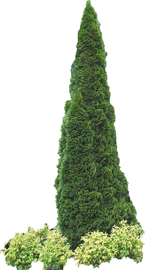 Emerald Arborvitae Evergreen - Live Plant Shipped 1 to 2 Feet Tall by DAS Farms (No California)