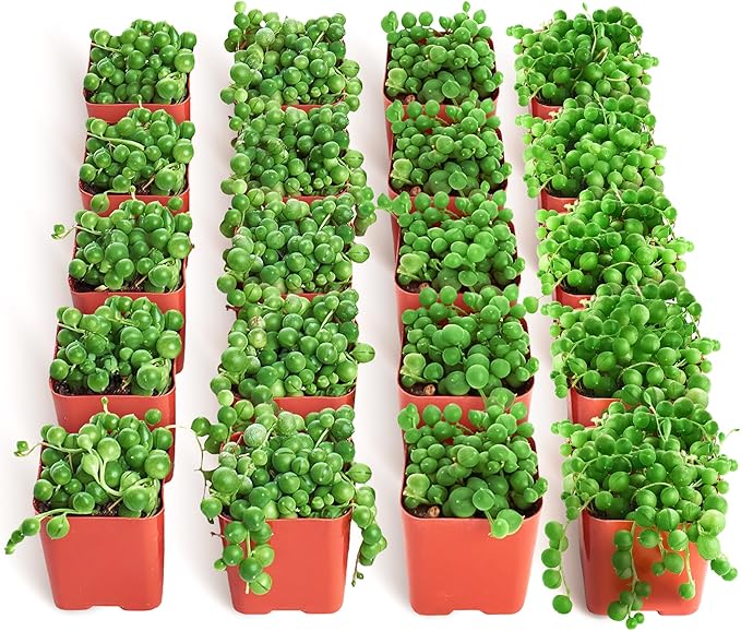 Shop Succulents String of Pearls Succulent Plant 2" Grow Pot Pack of 20