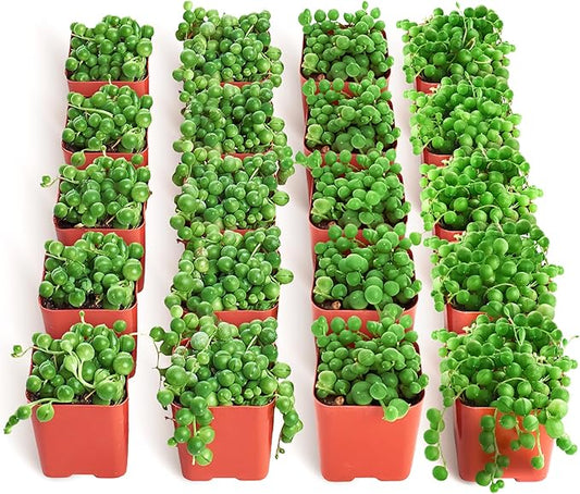 Shop Succulents String of Pearls Succulent Plant 2" Grow Pot Pack of 20