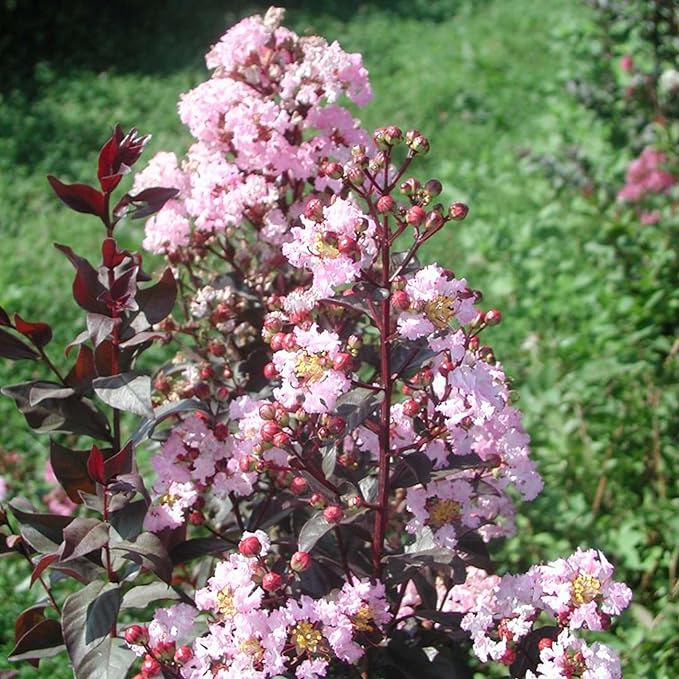 TriStar Plants - Crape Myrtle - Rhapsody in Pink, Lagerstroemia Indica, 1 Gallon Trade Pot, Pink Crape Myrtle, Summer Blooms, Fast Growing Tree