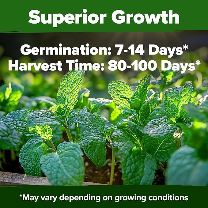 HOME GROWN Peppermint Seeds Pack – 2,370 Heirloom Mint Seeds for Planting. Grow Peppermint Plants in Your Herb Garden Indoors or Outdoors (Mentha x piperita)