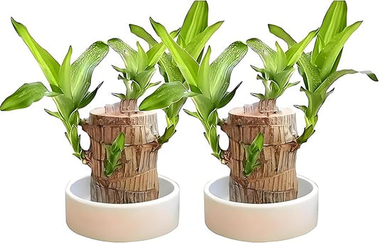 Brazilian Wood Plant, Brazil Lucky Wood Potted Plant with Decorative Tray and Doll, Easy to Care, Decor for Home and Office – Gift for Housewarming, Good Luck, and Prosperity（2pcs）