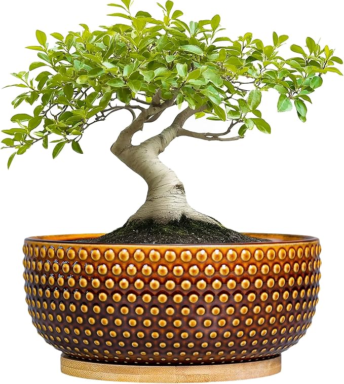 Bonsai Pots - 8 Inch Succulent Bowl for Indoor Plant, Shallow Round Ceramic Planters with Drainage Hole and Saucer, Boho Home Room Office Apartment Decor, Plant Lovers Gifts, Brown