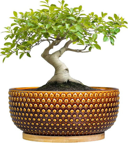 Bonsai Pots - 8 Inch Succulent Bowl for Indoor Plant, Shallow Round Ceramic Planters with Drainage Hole and Saucer, Boho Home Room Office Apartment Decor, Plant Lovers Gifts, Brown