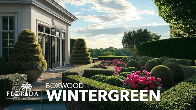 Wintergreen Boxwood | 3 Live Plants | Buxus Microphylla | Evergreen Shrub, Dense Foliage, Formal Garden, Low Maintenance, Privacy Hedge, Year-Round Interest, Landscaping Shrub
