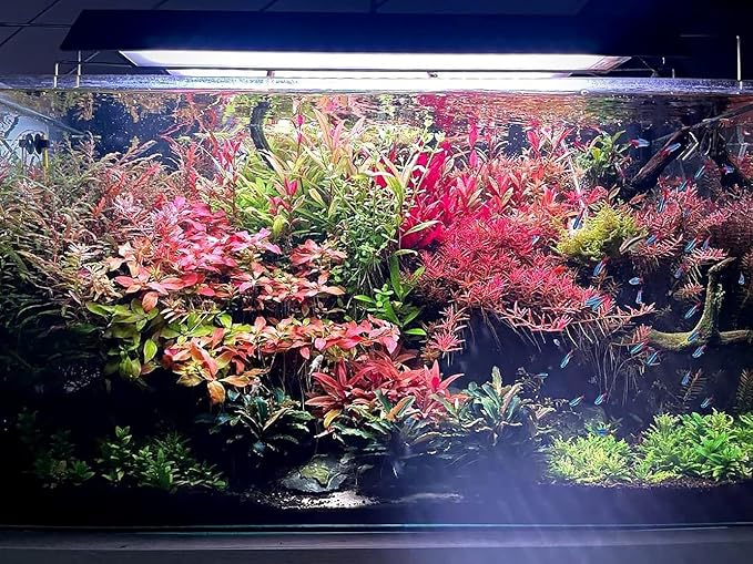 SubstrateSource Live Aquarium Red Stem Plants - Freshwater Aquatic Plant for Fish Tanks, Aquascaping - (Ludwigia Natans Super, 1 Bunch)