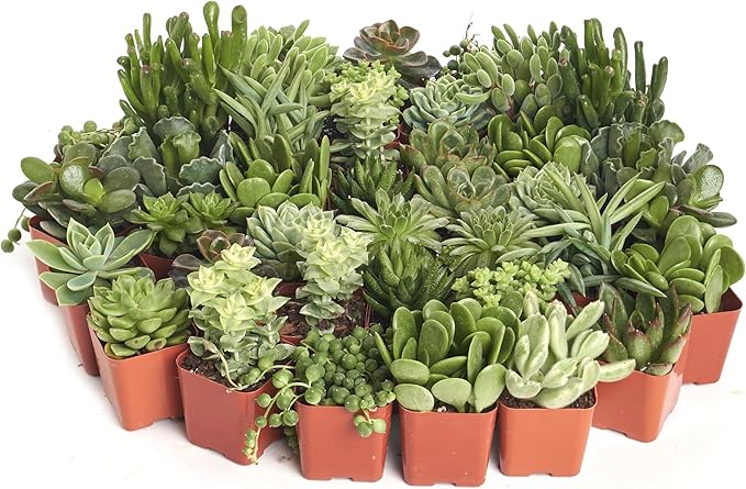 Shop Succulents Verde Succulent Plant Pack Bulk Collection - Live Mini Succulent Plants, Low Maintenance, Mix of Green Succulents & Textures - Wedding and Party Favors, Gift & Garden, Pack of 32