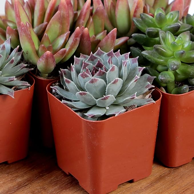 Altman Plants, Live Succulents Plants Live Houseplants (12PK), Succulents Live Plants Live House Plants Indoors Live, Live Cactus Plants Live Cacti Succulent Plants Live Indoor Plants Live Houseplants
