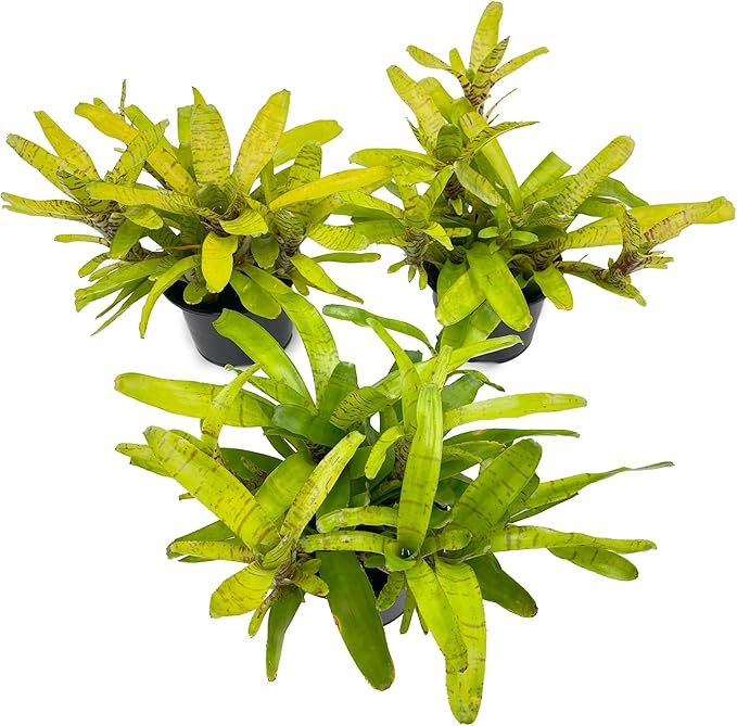 ragnaroc Live Plants – Bromeliad Neoregelia Tigrina, 8-12" in 6" Pot - 1ct - Live Arrival Guaranteed - House Plants for Home Decor & Gift