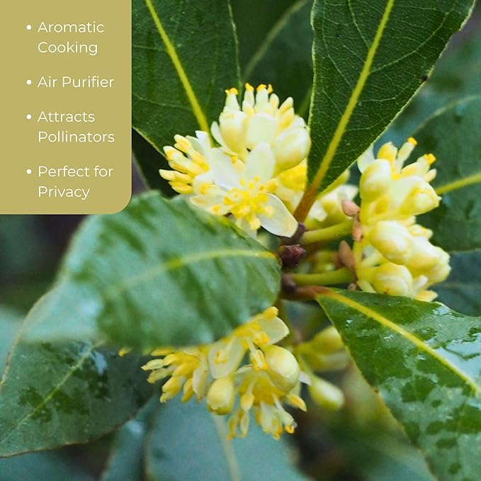 3 Live Bay Laurel Plants (Laurus Nobilis) – Aromatic Culinary Herb, Thriving in 2.5" Nursery Cubes